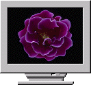 Download- Flowers:A Celebration of Color Screen Saver