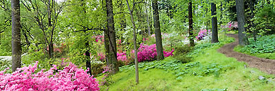 Azalea Garden Path