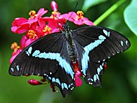 Nireus Swallowtail