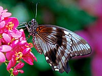 Nireus Swallowtail